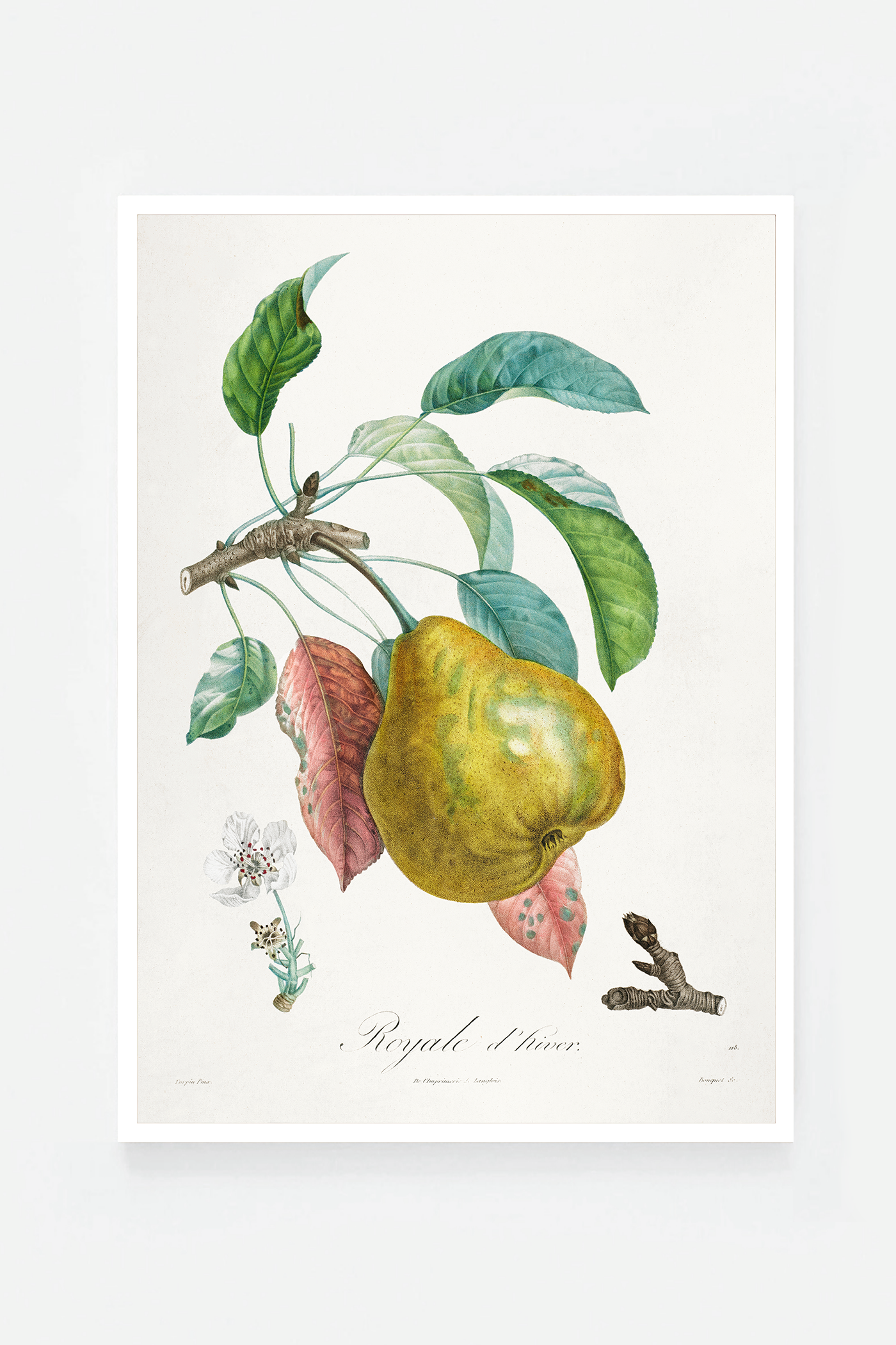 Pear III