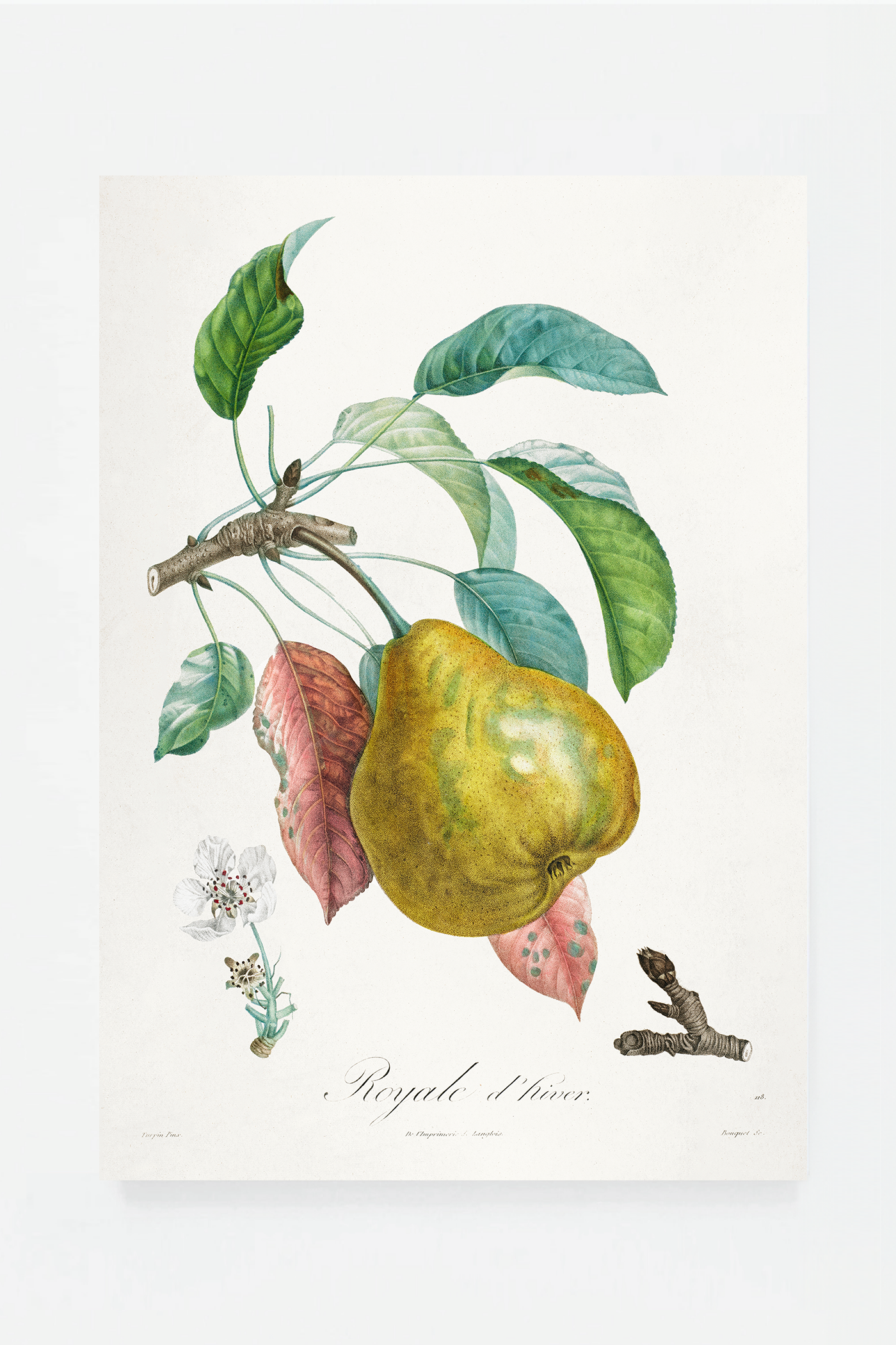 Pear III