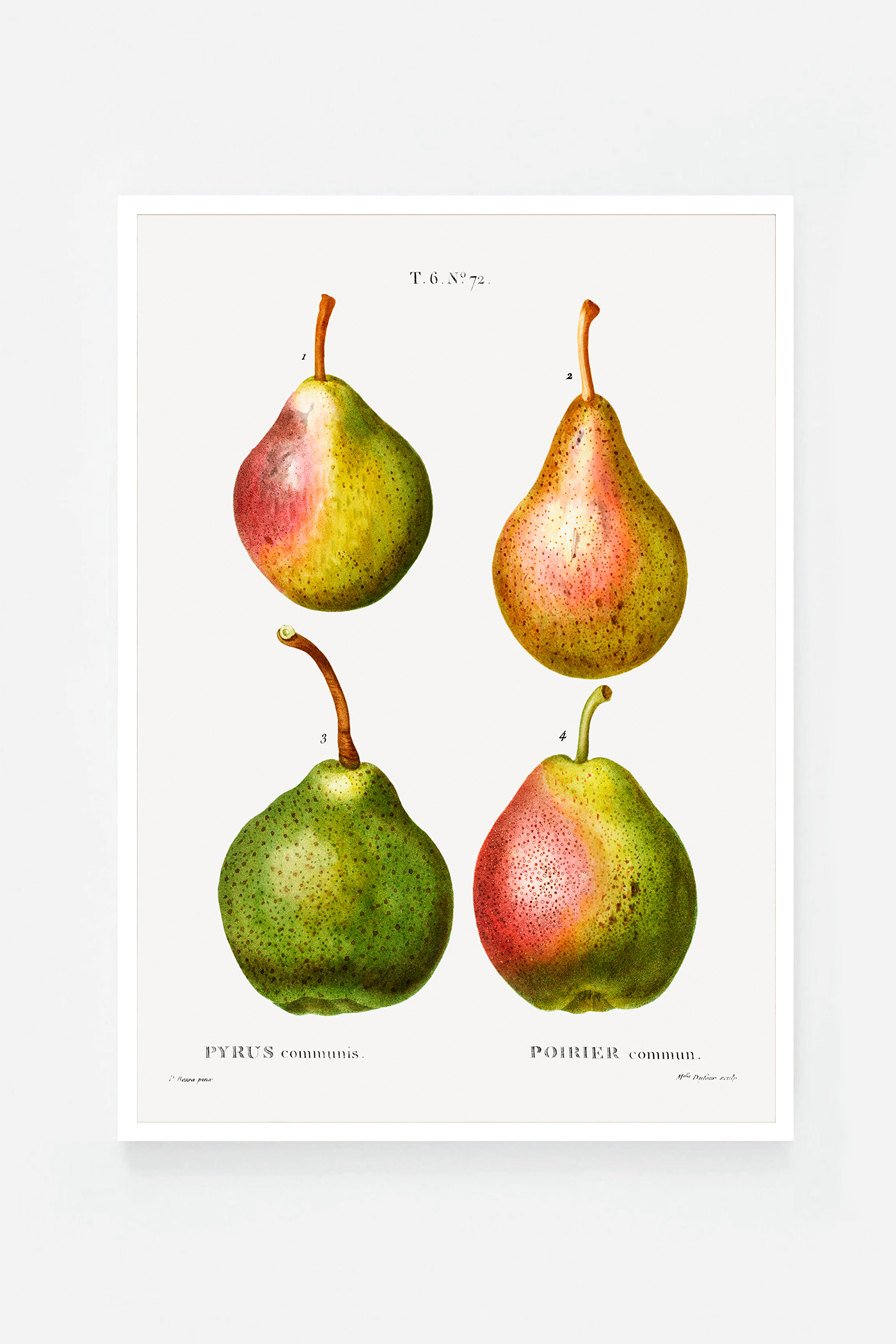 Pear