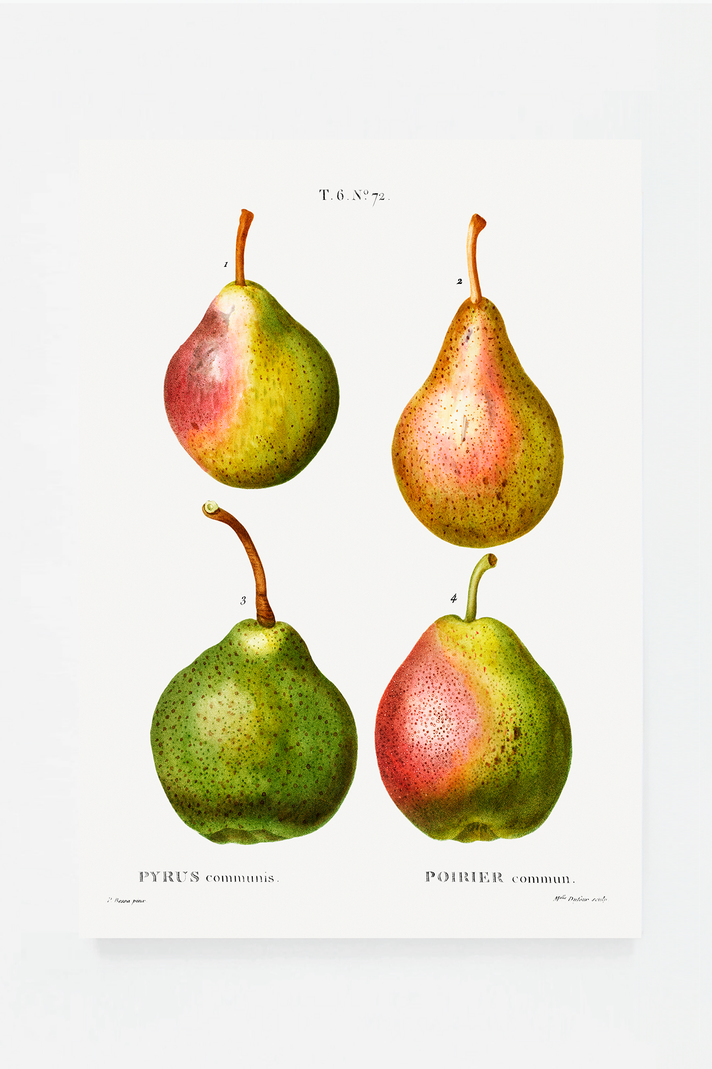 Pear