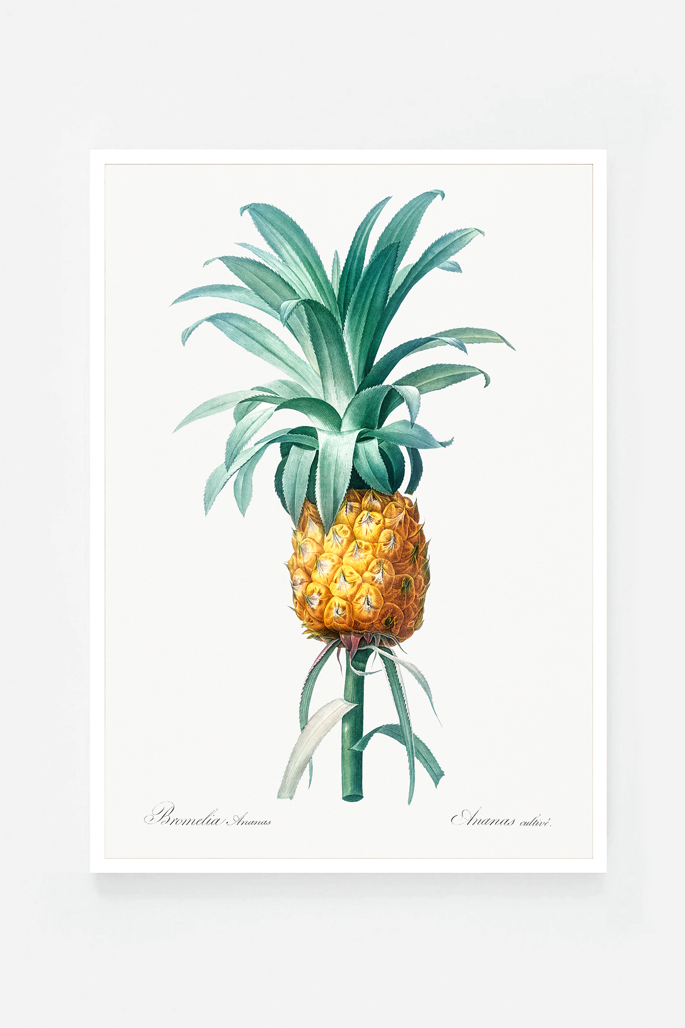 Pineapple