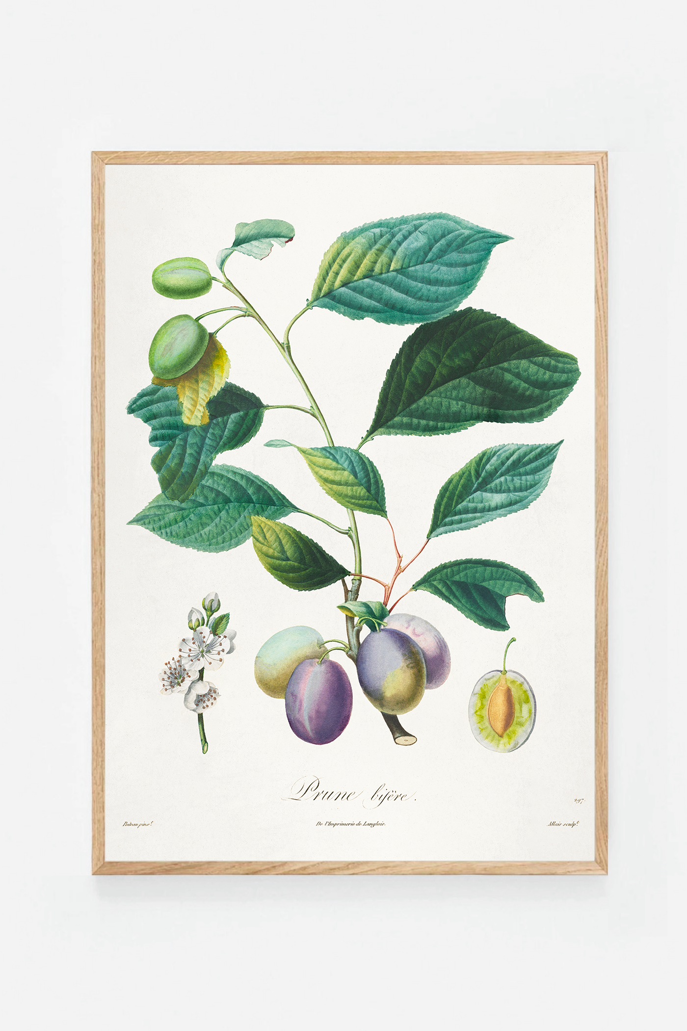 Plum