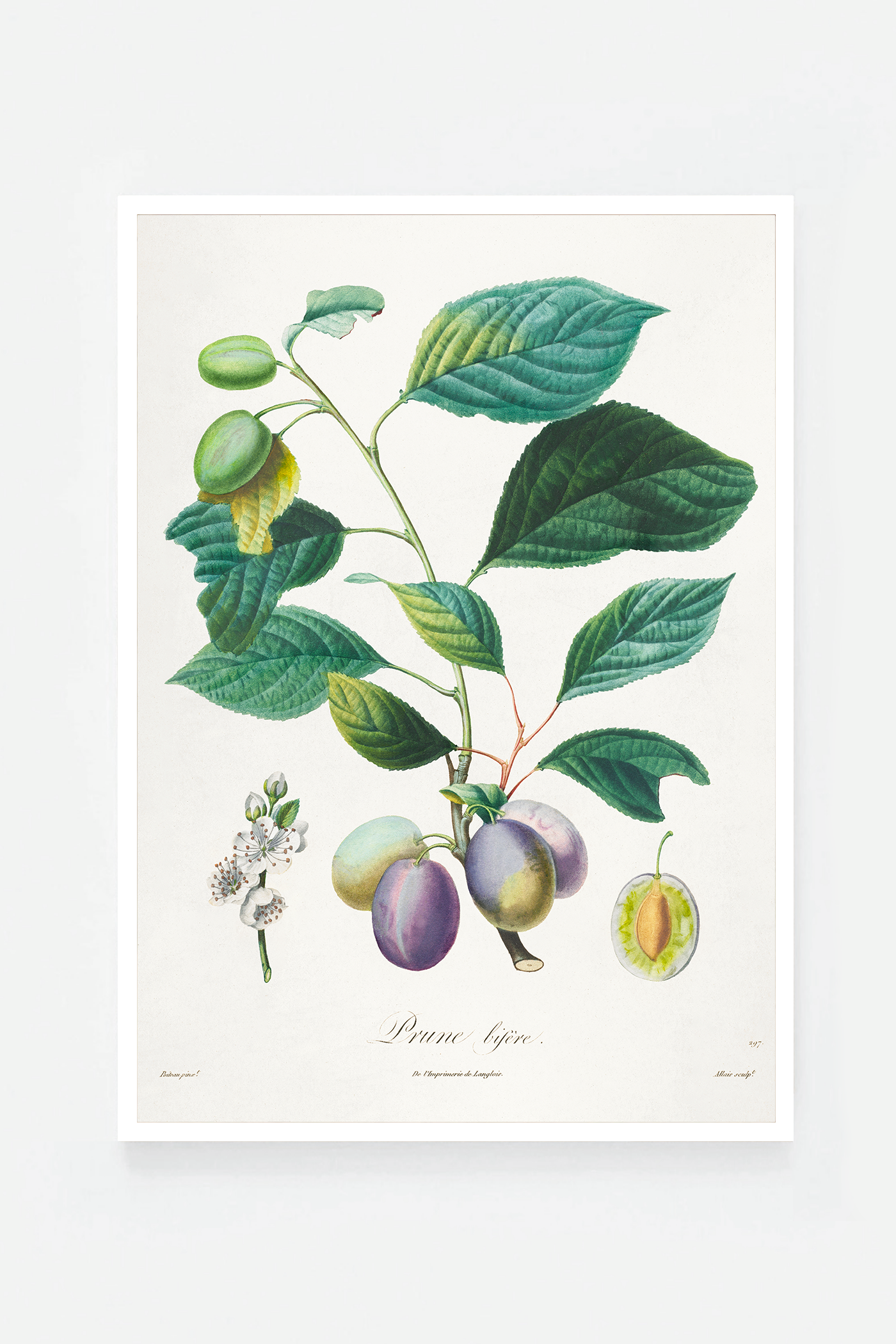 Plum