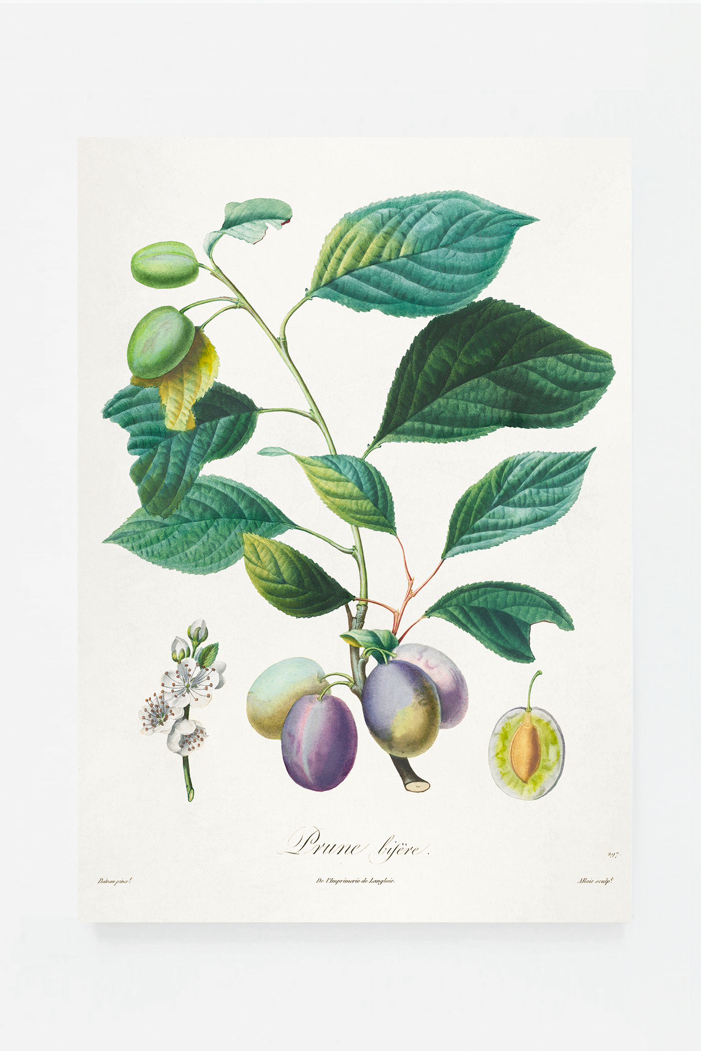 Plum