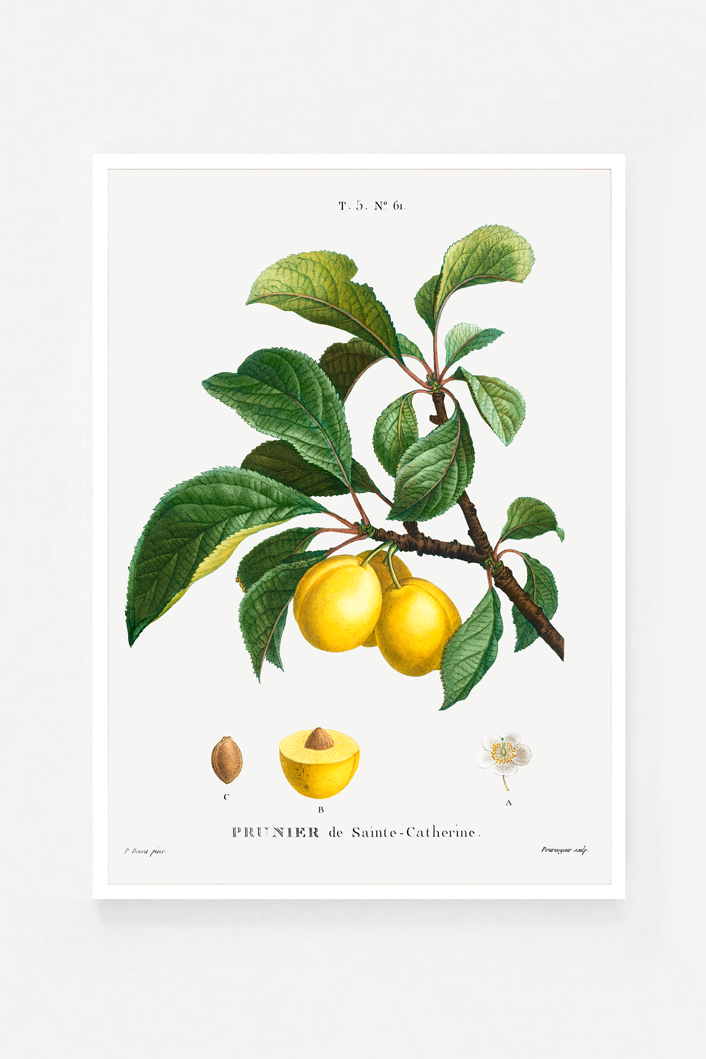 Plum II