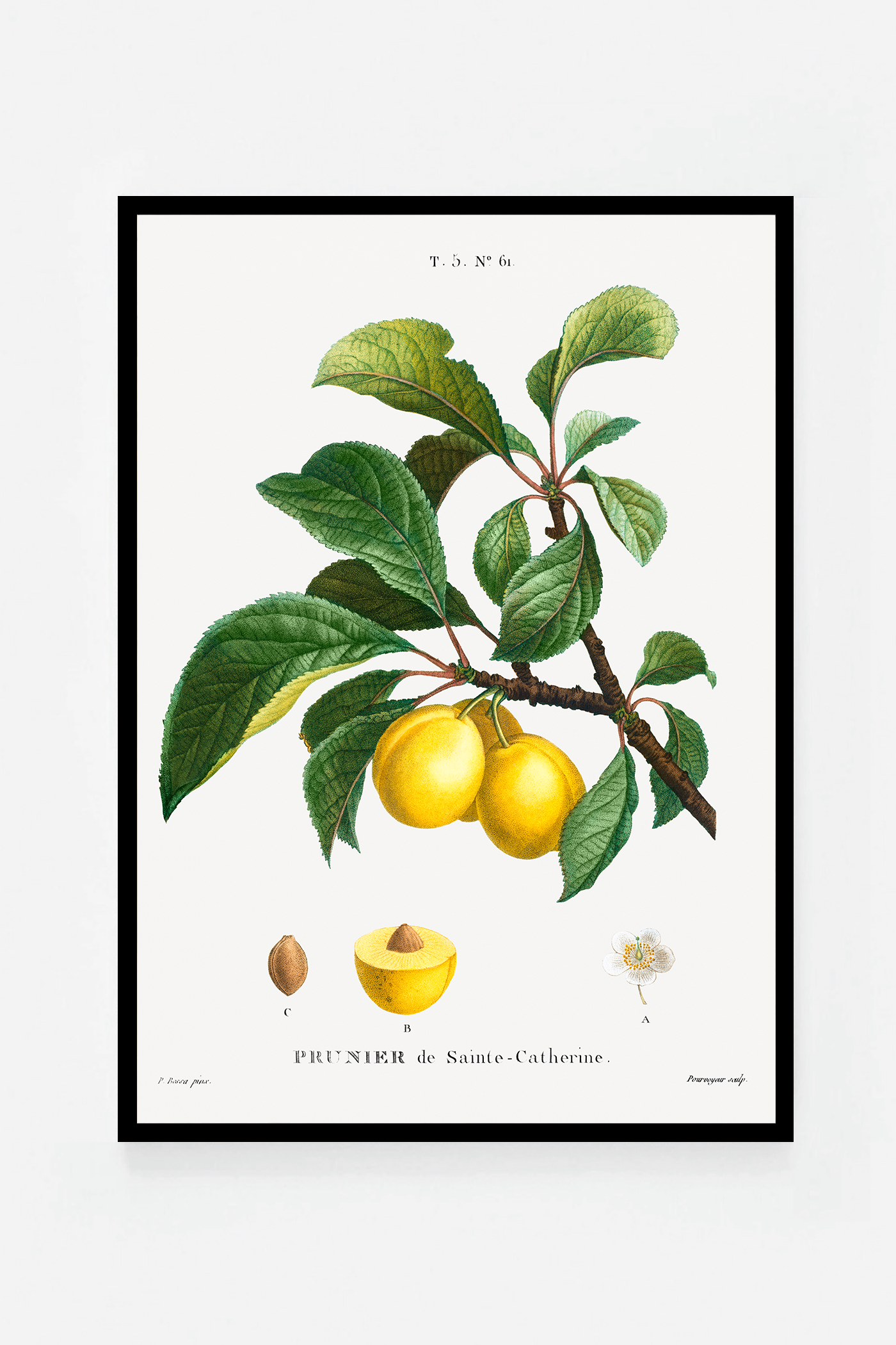 Plum II