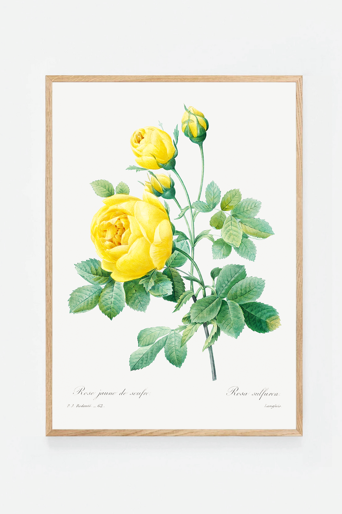 Rose botanical drawing