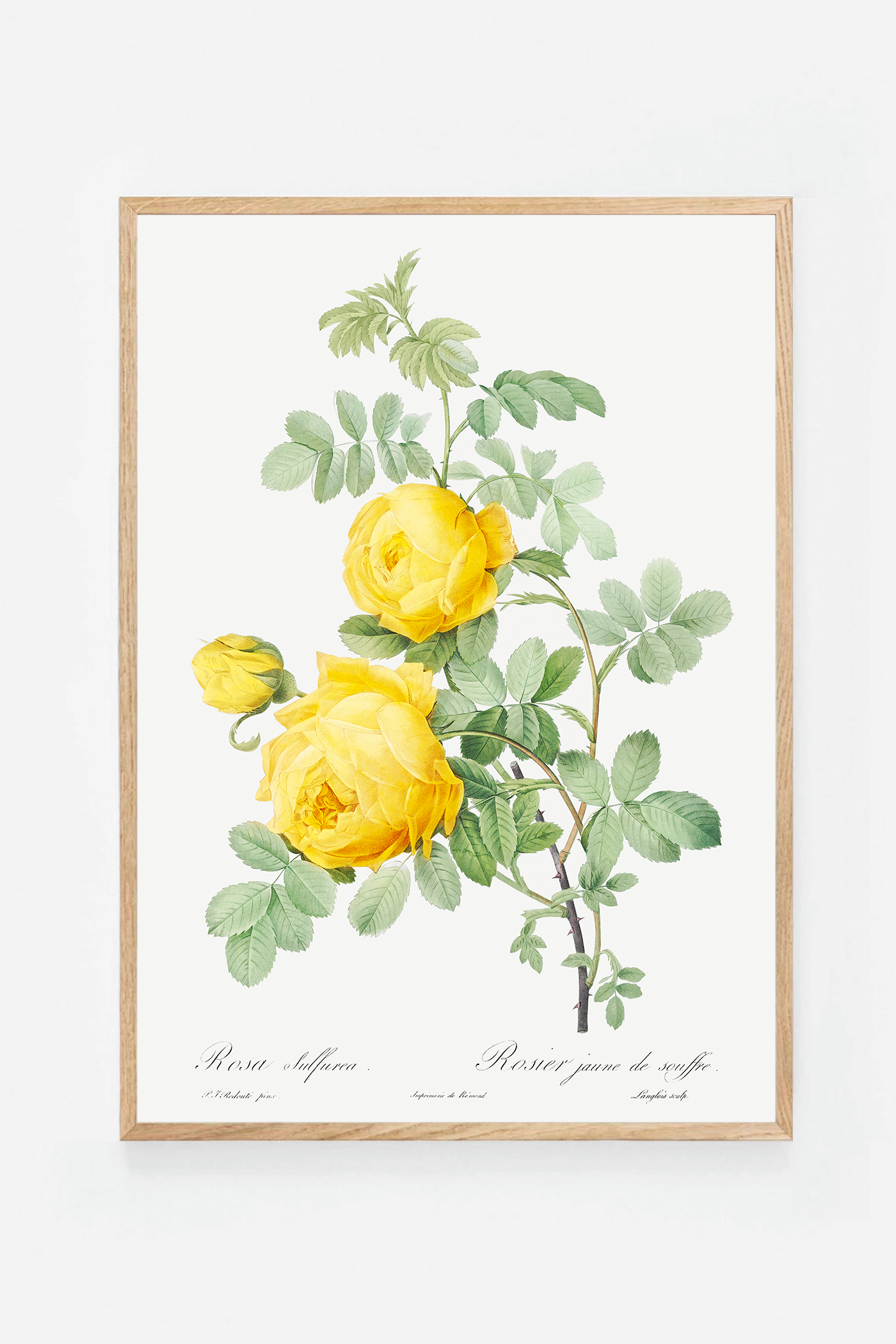 Rose botanical drawing II
