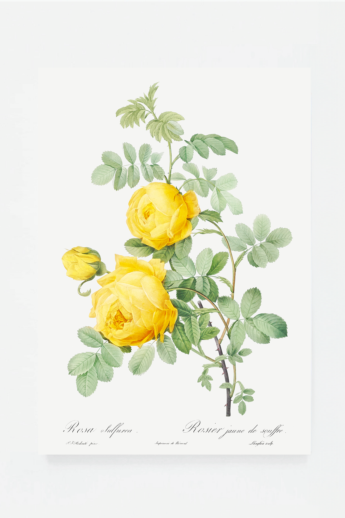 Rose botanical drawing II