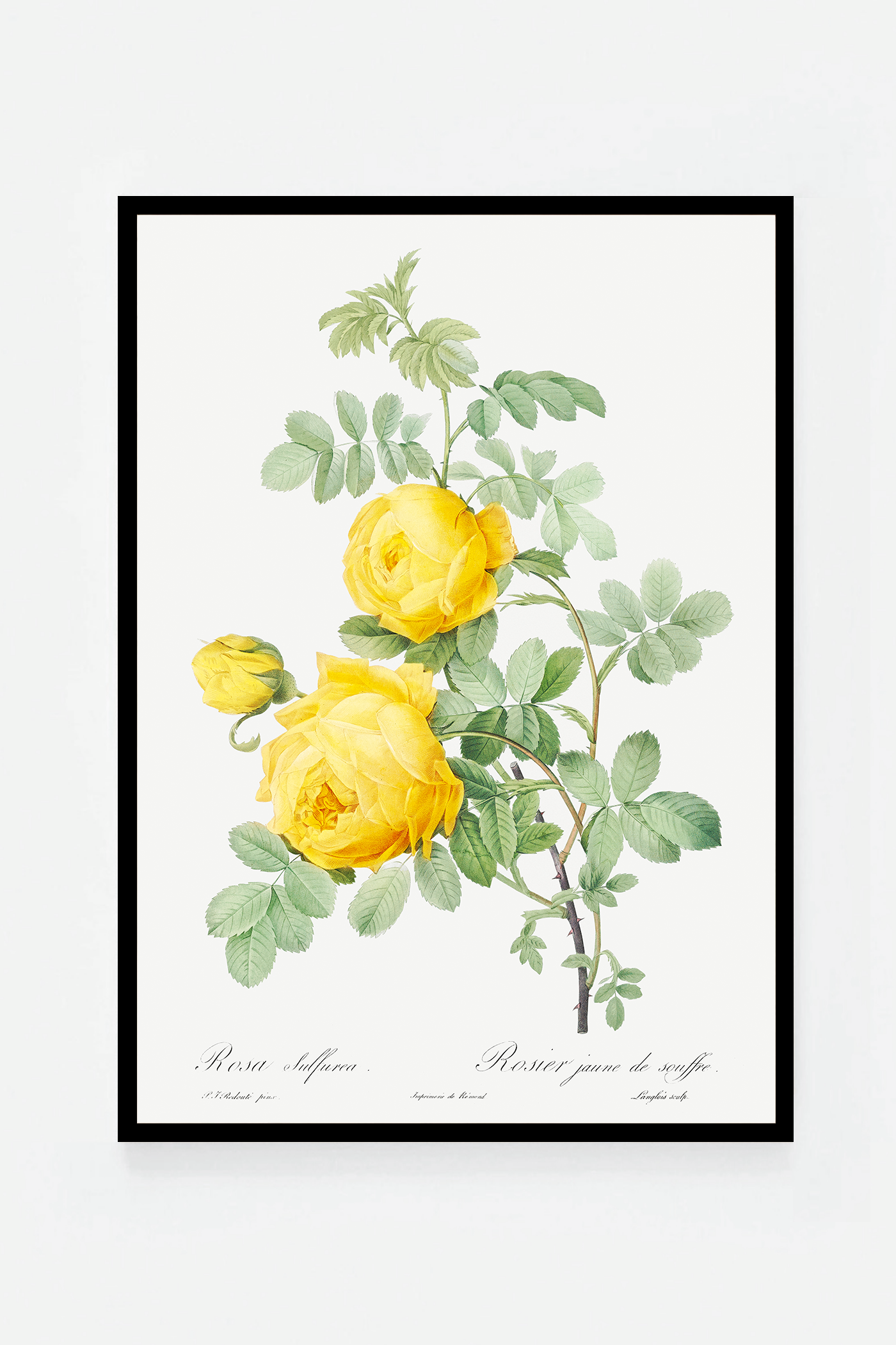 Rose botanical drawing II