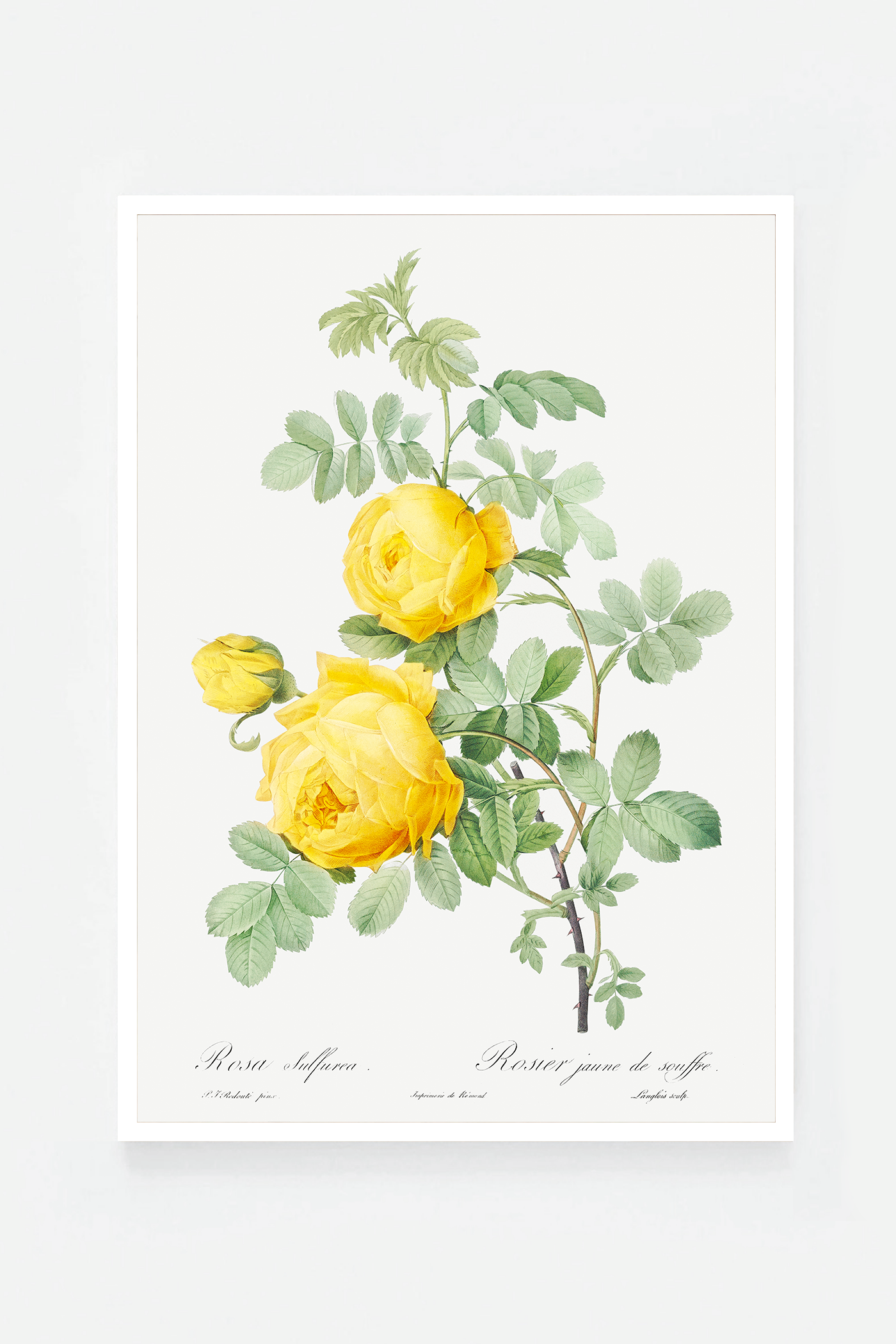 Rose botanical drawing II