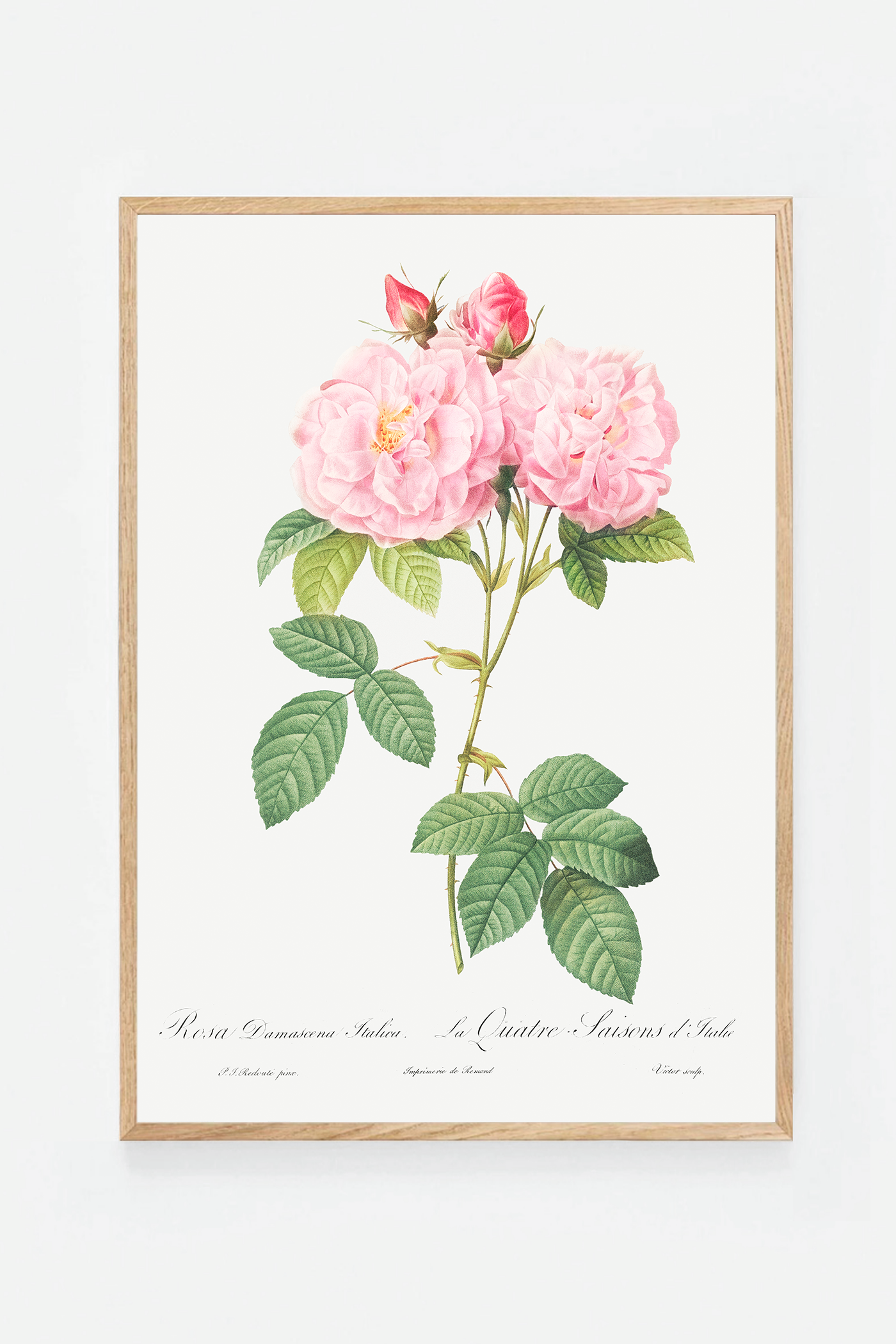 Rose botanical drawing III