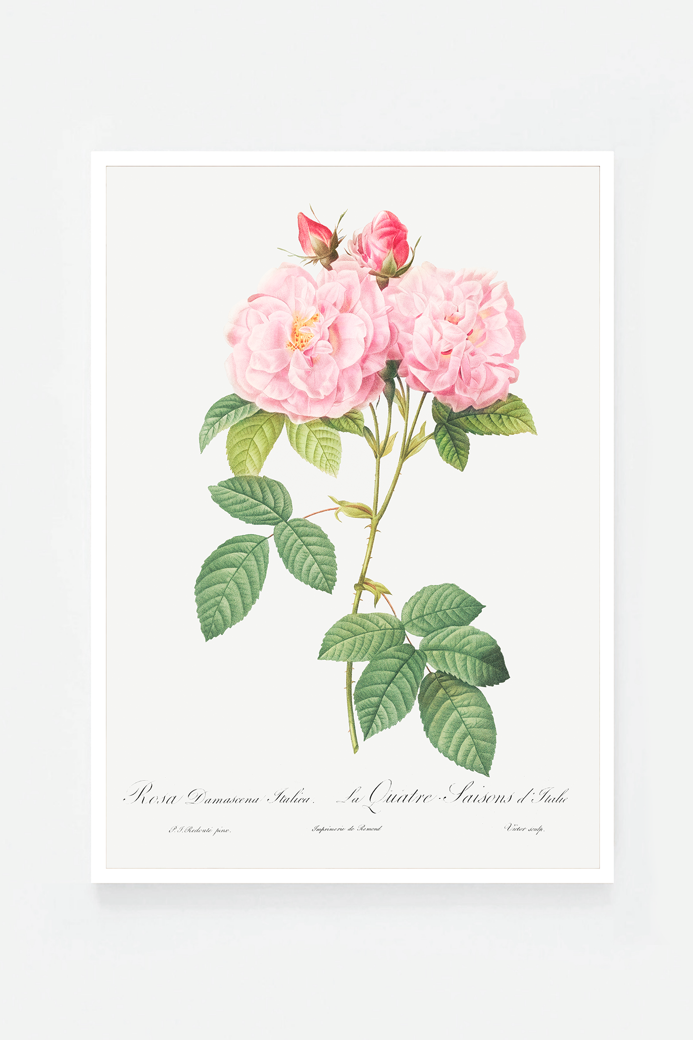 Rose botanical drawing III