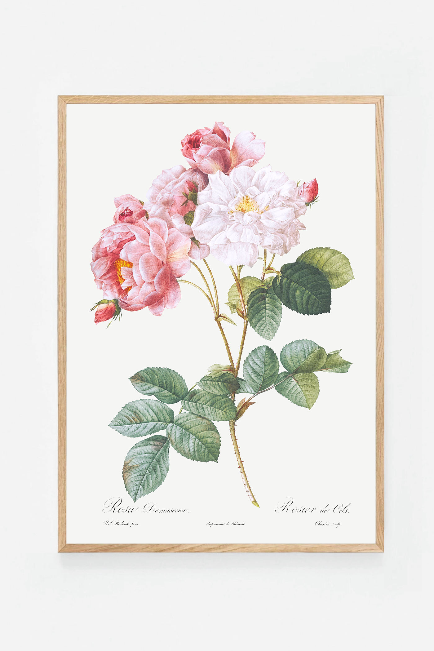 Rose botanical drawing IV