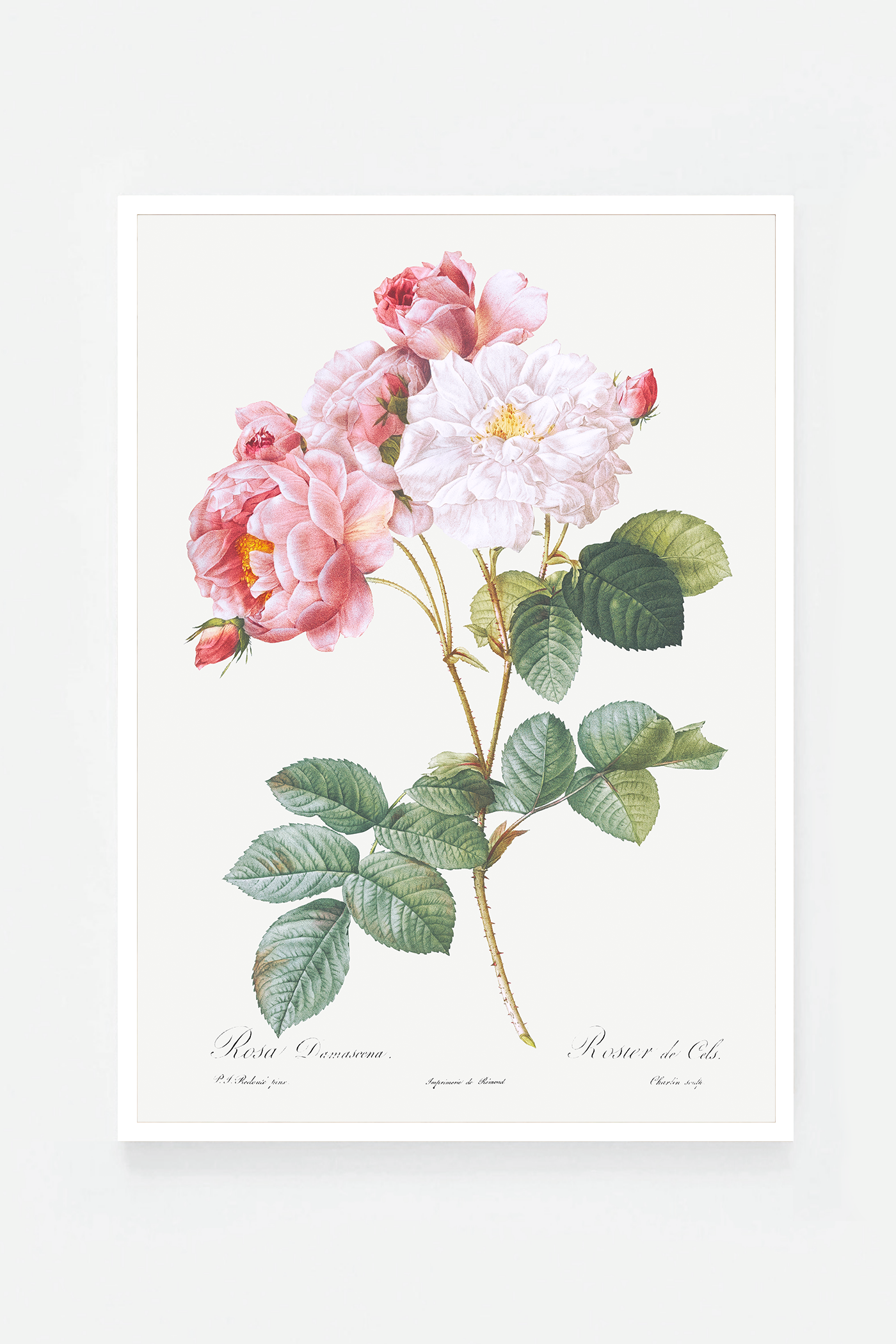 Rose botanical drawing IV