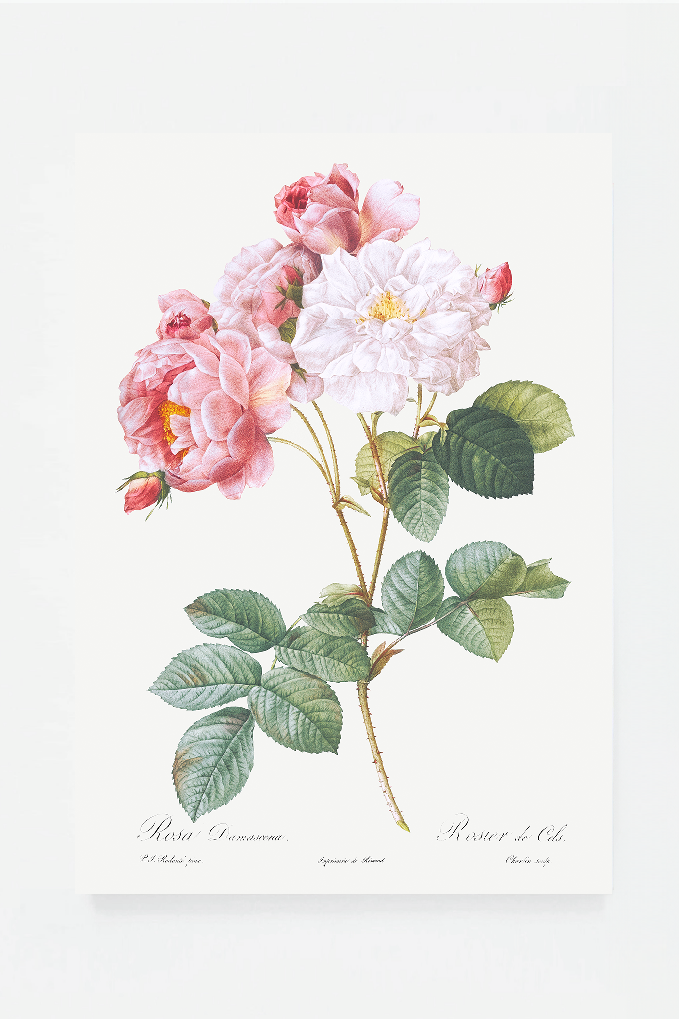 Rose botanical drawing IV