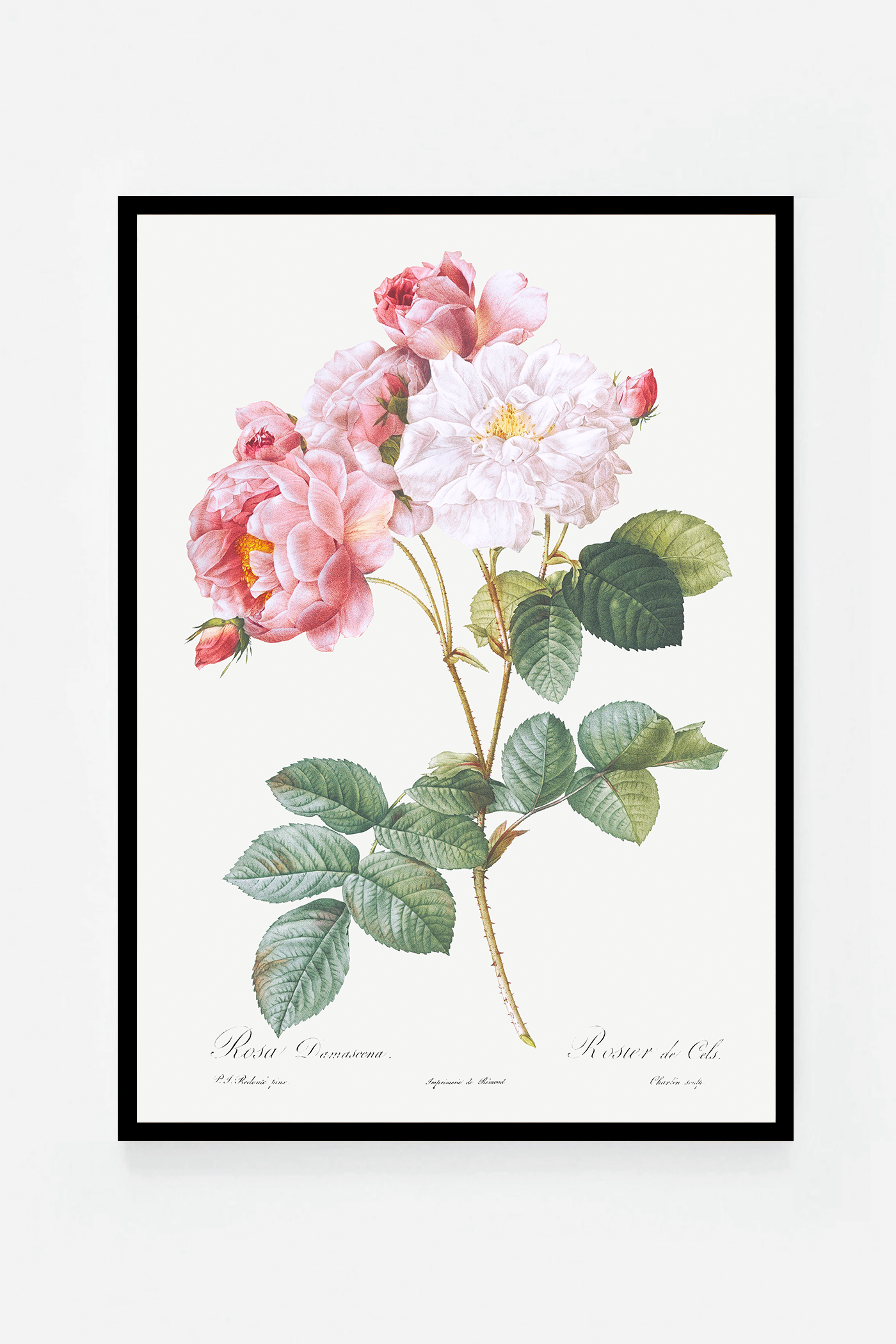 Rose botanical drawing IV