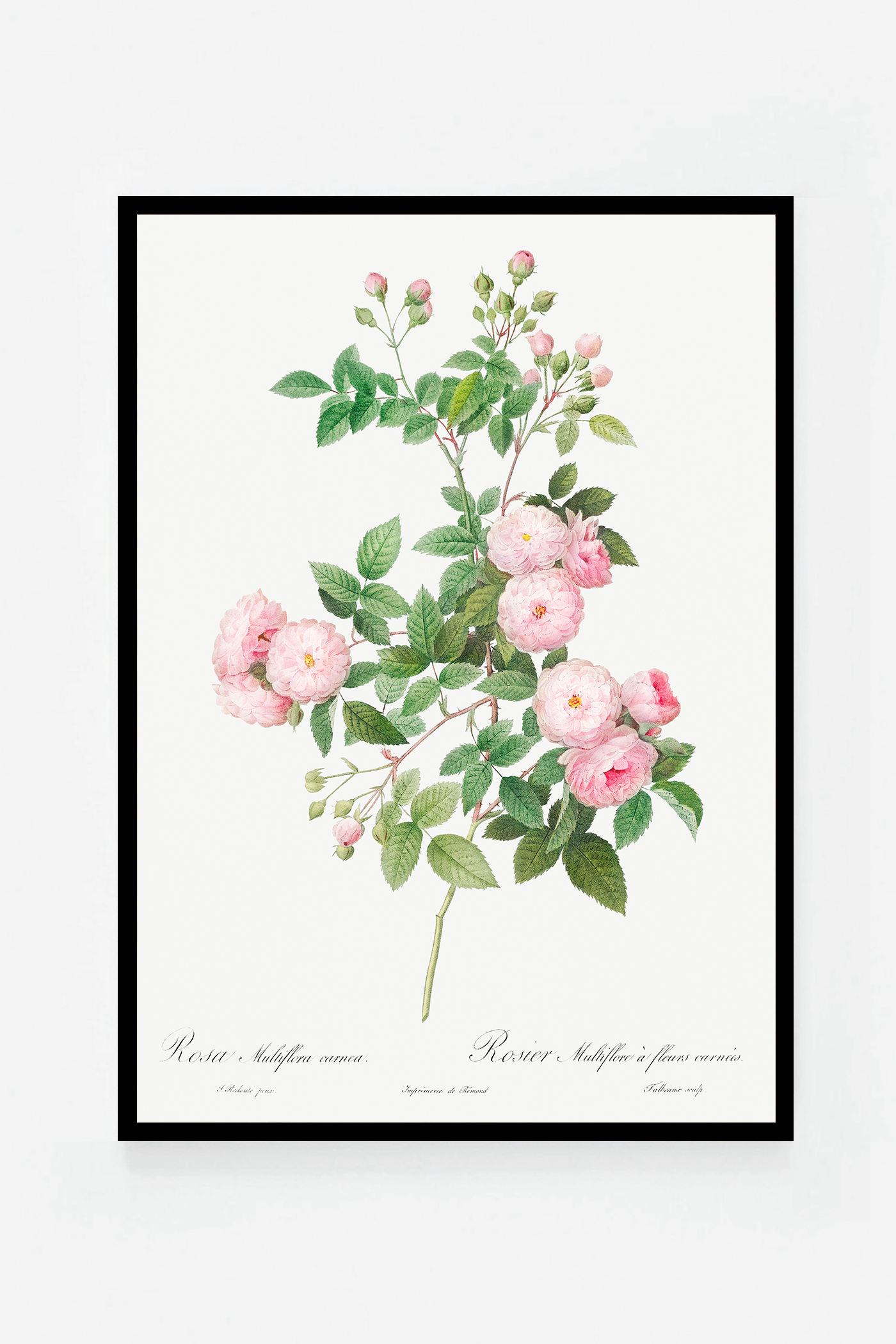 Rose botanical drawing V