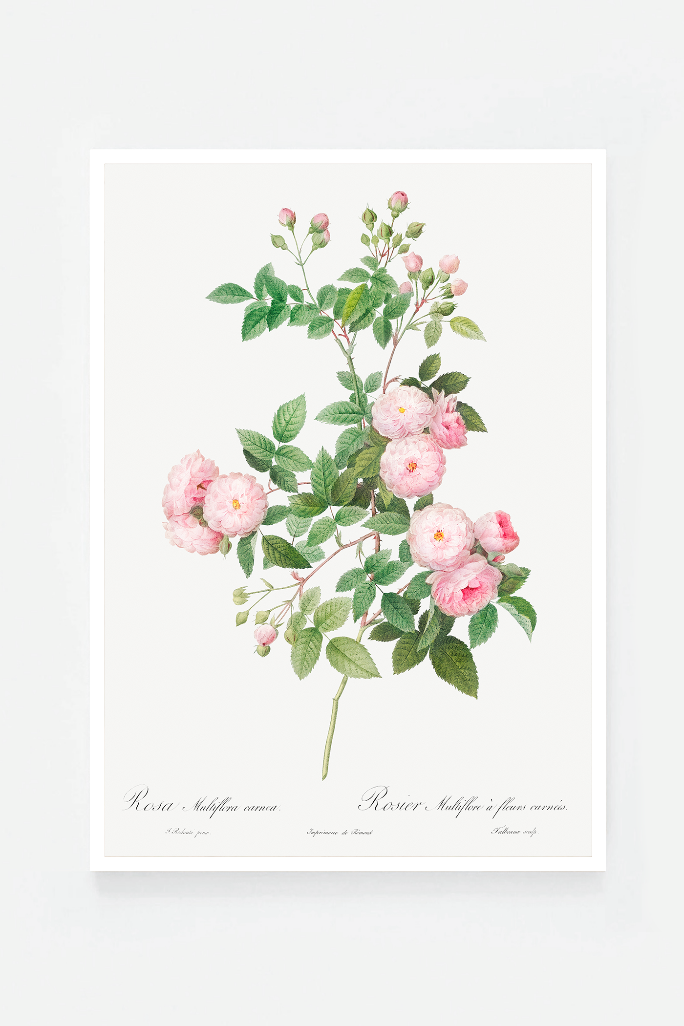 Rose botanical drawing V