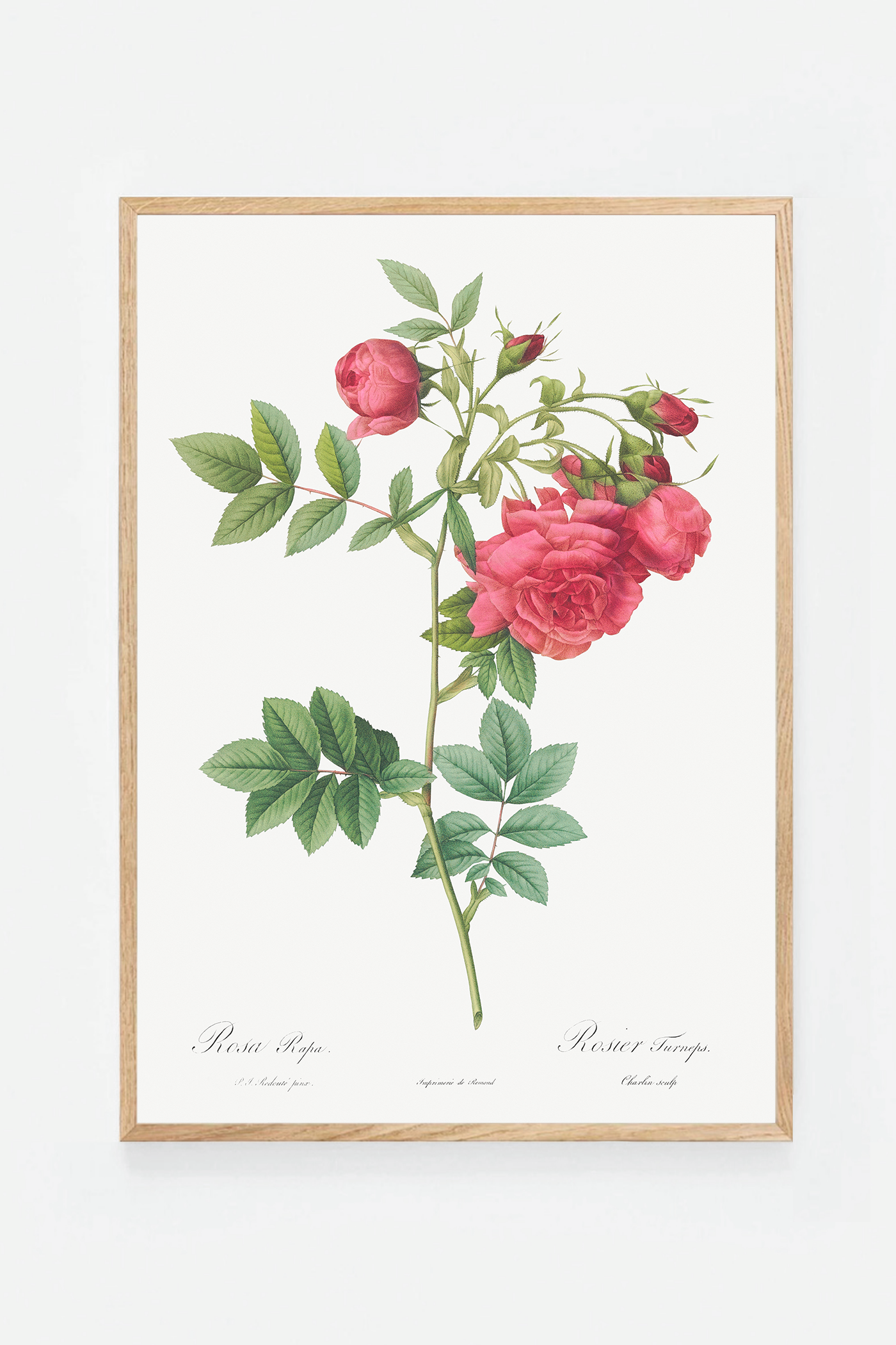 Rose botanical drawing VI