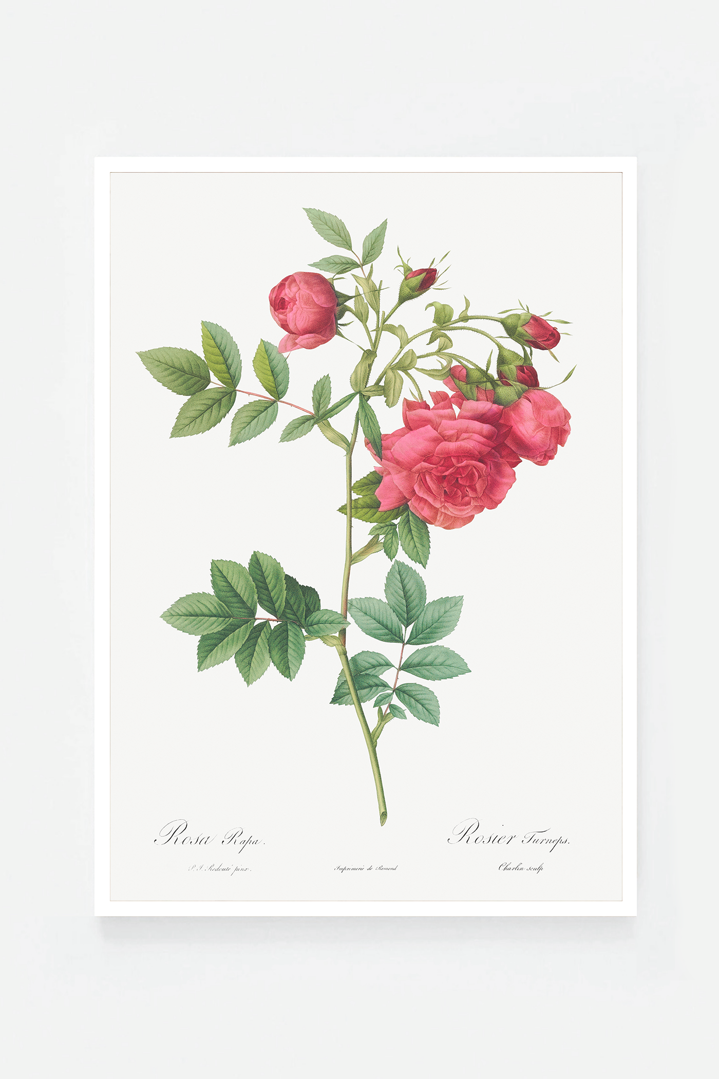 Rose botanical drawing VI