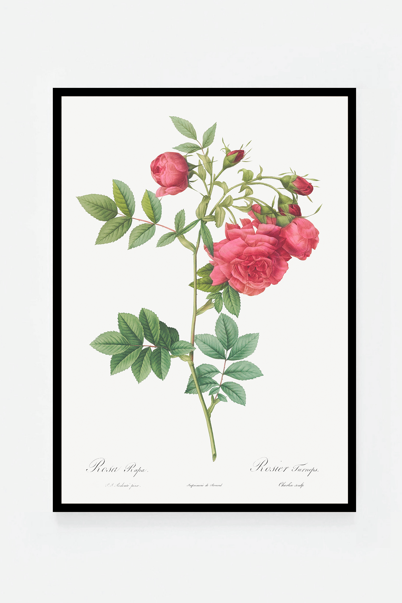 Rose botanical drawing VI
