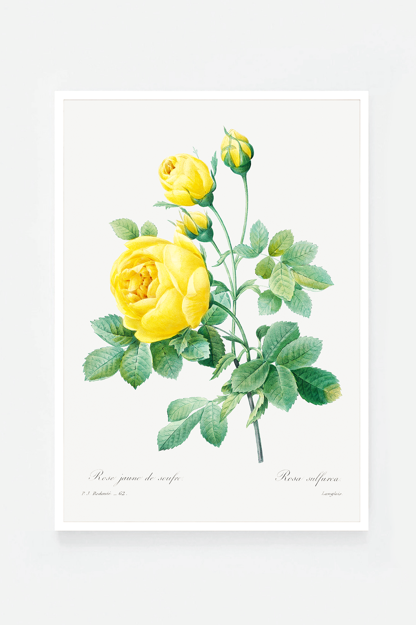 Rose botanical drawing
