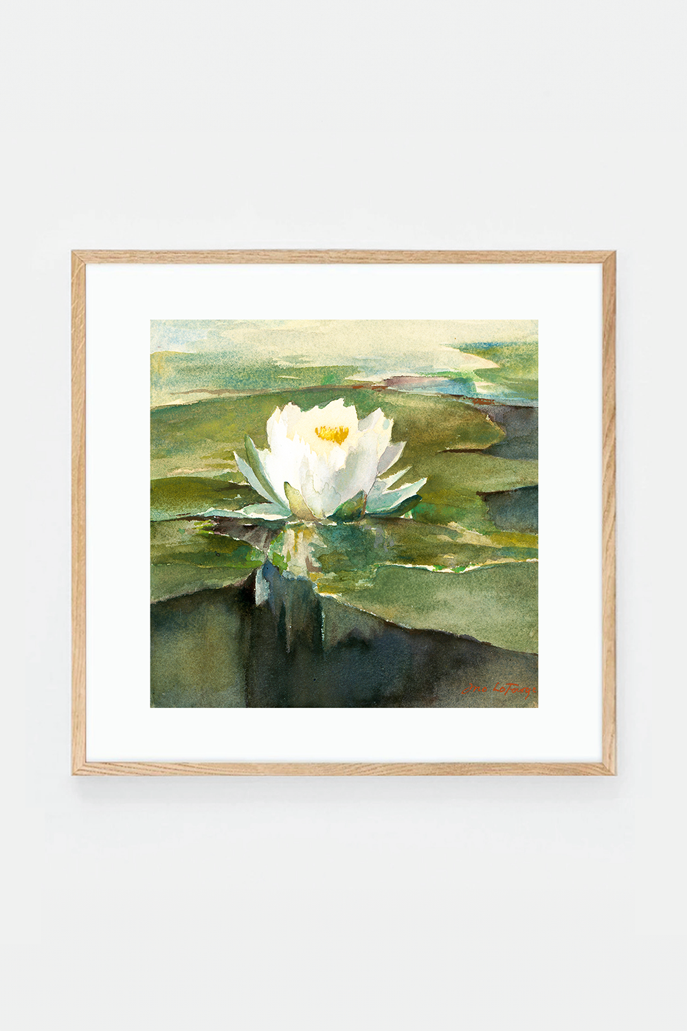 Water Lily in Sunlight