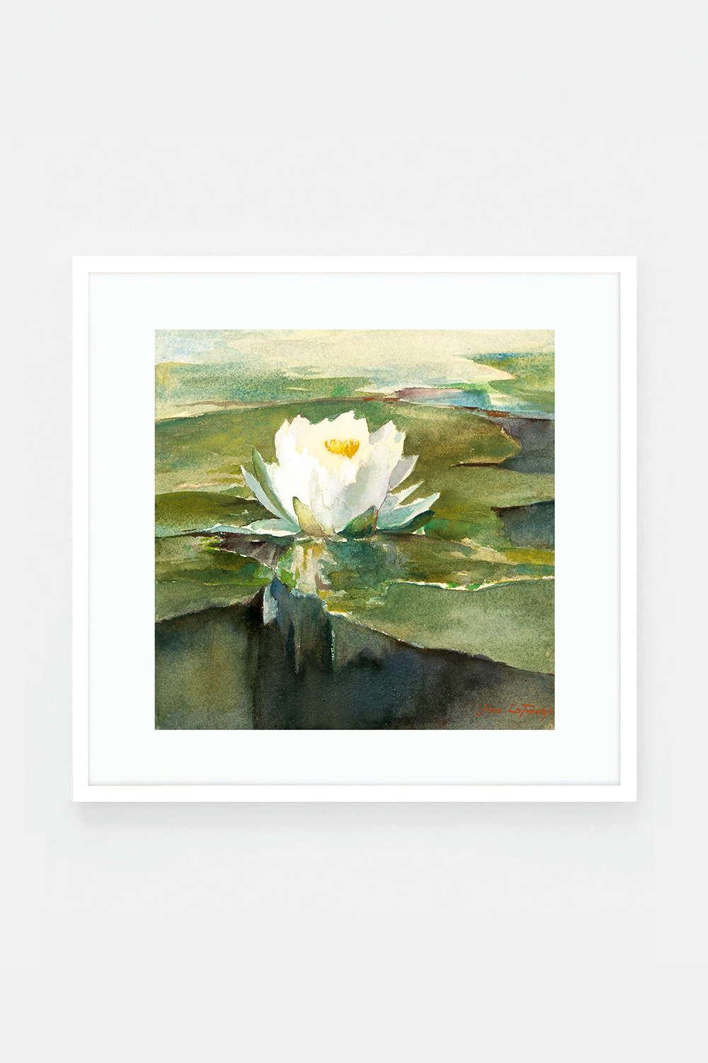 Water Lily in Sunlight