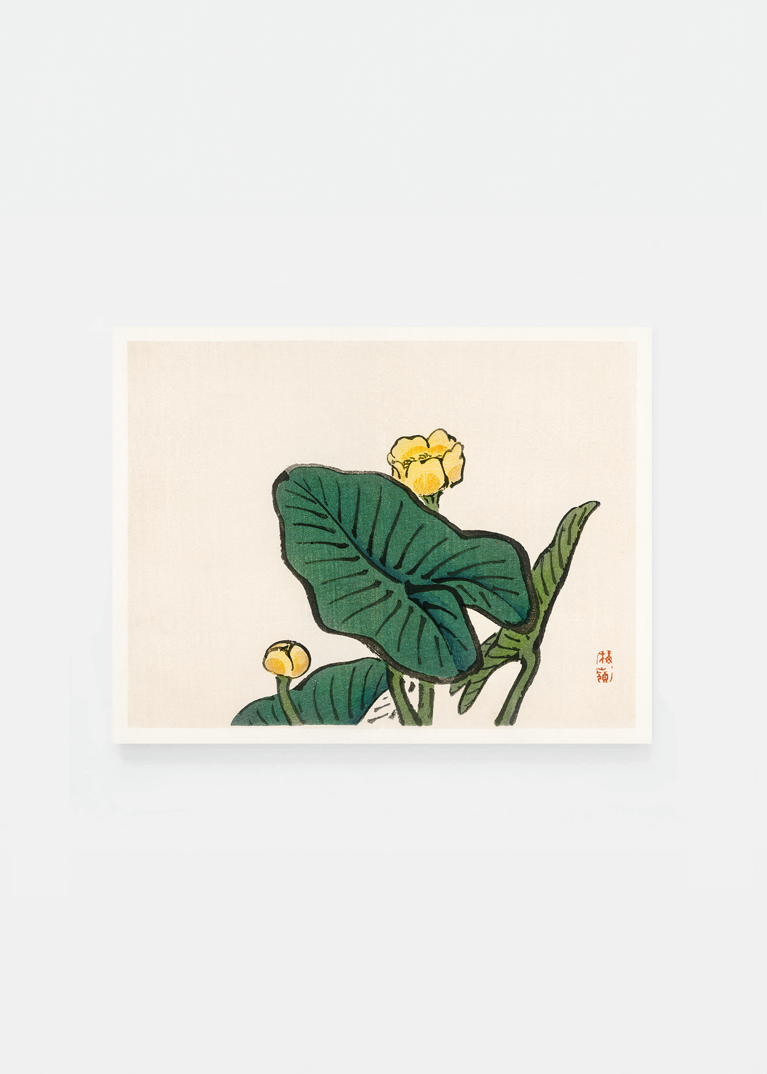 Waterlily