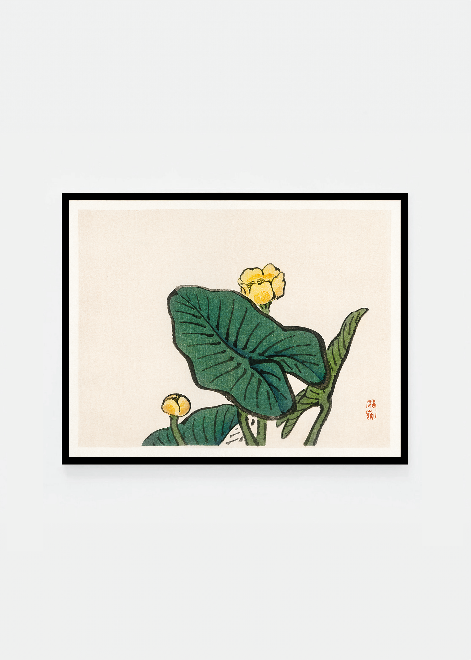 Waterlily