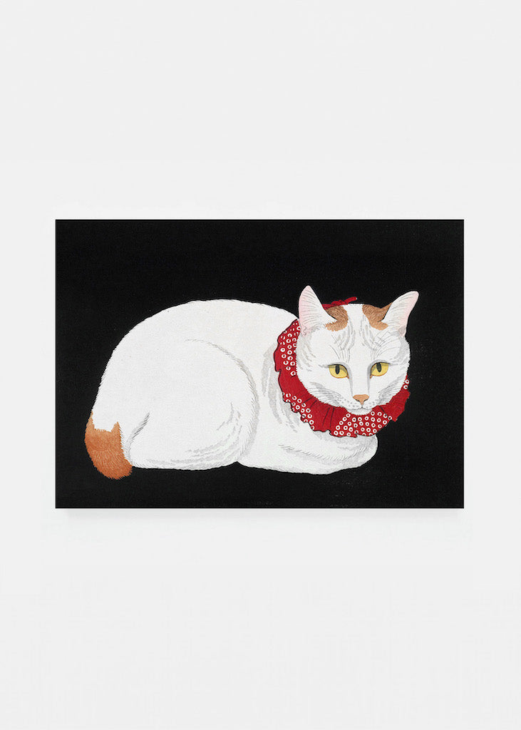 White cat