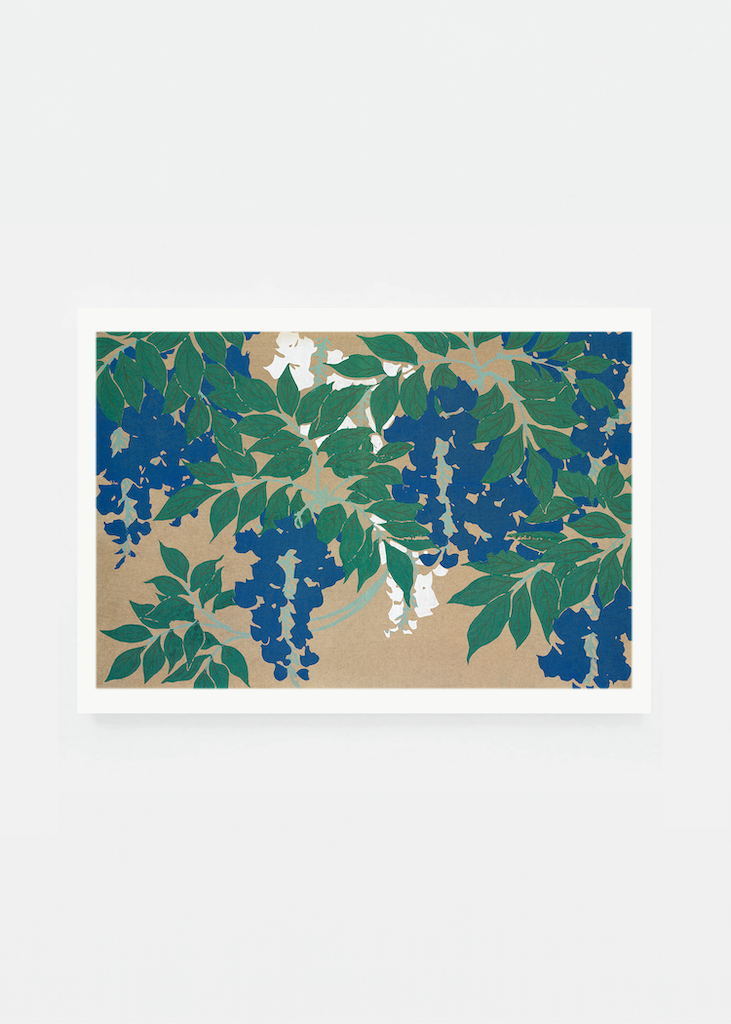 Wisteria